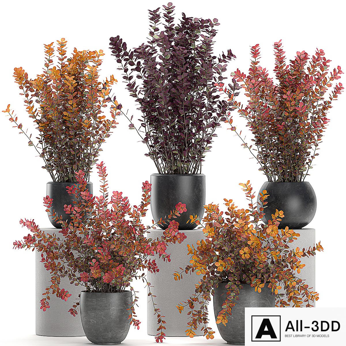 Collection of plants for garden and landscape design in outdoor pots with Barberry bush, autumn, dried flower. Set 698. modern interior 3D model Collection of plants for garden and landscape design in outdoor pots with Barberry bush, autumn, dried flower. Set 698.