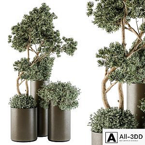 Outdoor Plants tree in Metal Pot - Set 102