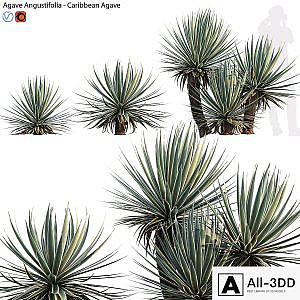 Agave Angustifolia - Caribbean Agave - 01