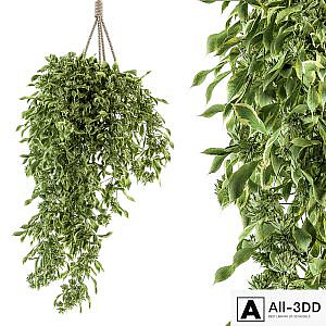 Hanging box plant - Set 154