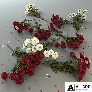 Chrysanthemum