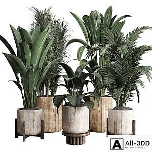 Collection indoor plant 174 pot plant ficus rubbery palm ravenala wooden vase
