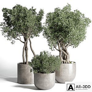 Collection Outdoor Indoor plant 77 concrete dirt vase pot tree bush
