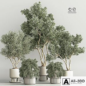Indoor Plant Set 48