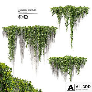Hanging Plant 38