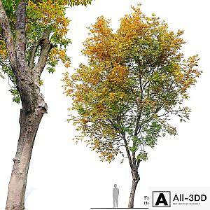 Fraxinus excelsior 02