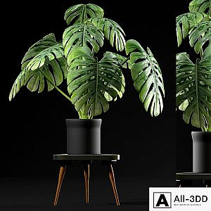 Monstera Plants 50