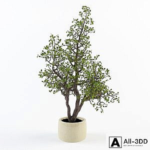 Potted plant