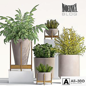 PLANT SET - 66