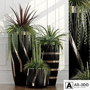 Room plants 15