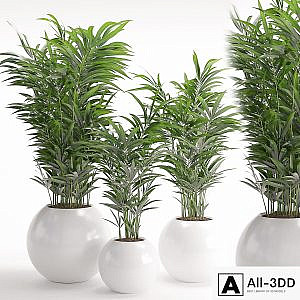 Houseplant 20