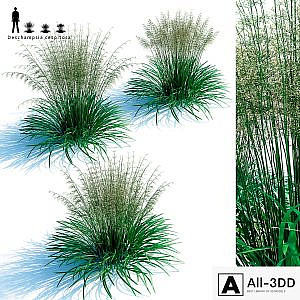 Lugovik turfy (Pike) | Deschampsia cespitosa
