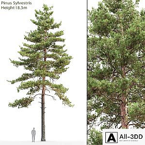 Pine