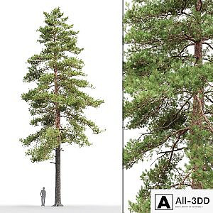 Pine