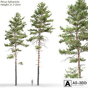 Pine