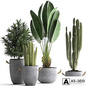 Collection of small plants in black concrete pots from Ravenala, concrete flowerpot, Cereus, cactus, oleander. Set 434.