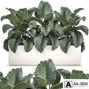 Exotic decorative lush thickets of Alchemy bushes in a white pot flowerbed. Set 507.