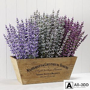 Lavender