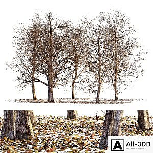 Collection of dry autumn trees 001