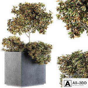Outdoor Plants in Concrete Plant Box - Set 98
