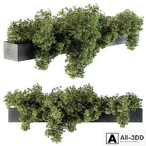 Outdoor Plant Set 103 - Hanging Plants