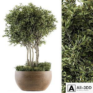 Outdoor Plants tree in Concrete Pot - Set 135