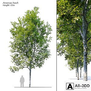 American Beech 4