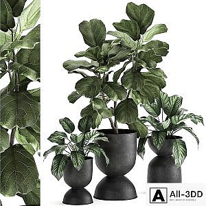 Collection of plants in black metal pots with Ficus lyrata, decorative tree. Set 876.