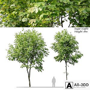 Sugar maple
