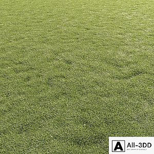 Lawn Grass 01