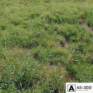Meadow 09