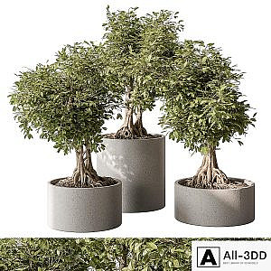 indoor Plant Set 440 - Bonsai