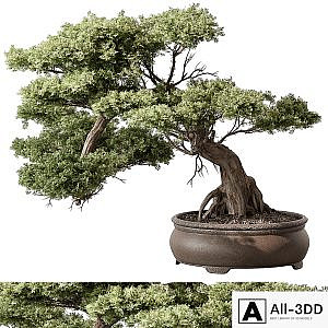 indoor Plant 584 - Bonsai Plant