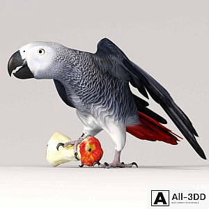 Parrot Jaco