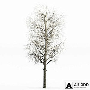 poplar Siberian