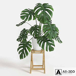 Monstera