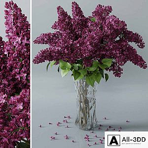 lilac 3