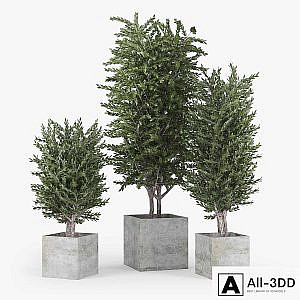 Eucalyptus