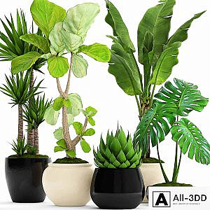A collection of plants in pots. 45. Banana palm, Lyre ficus, Agave, Yucca, Monstera, ornamental plants, flowerpot, pot, flower