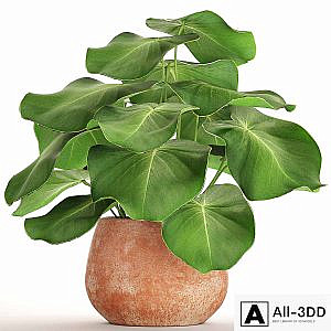 Tropical potted plant, flower, flowerpot, small plant, clinker, clay