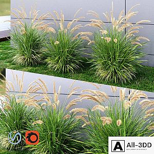 Ornamental grass Fountaingrass green