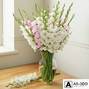 Gladiolus