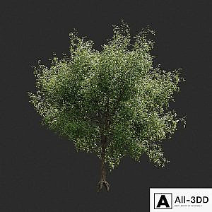 Summer tree # 05
