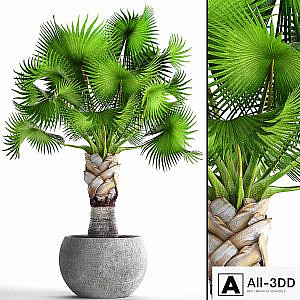 Bismarckia Nobilis green. fan palm, brachea, bismarckia, palm tree in a vase, pot, decorative, outdoor