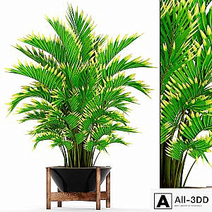 Howea forsteriana 2. ornamental palm, howea, pot, flower
