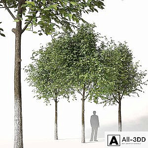 Trees 1