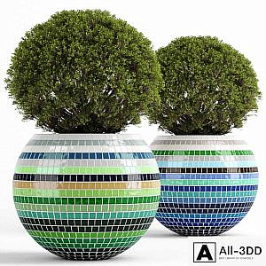 Box tree with Mosaic Pot