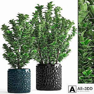 Collection of plants 104. boxwood, flower, pot, bush, office plants, decorative, flowerpot