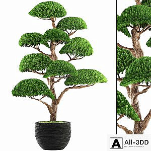 Niwaki 3, cedar, topiary, Niwaki, ornamental tree, landscaping, flowerpot, pot