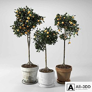 Orange Trees_set_01